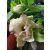 Teltvirágú hunyor - Helleborus orientalis Dobule Ellen White