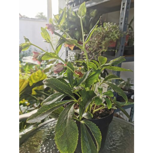 Teltvirágú hunyor - Helleborus orientalis Dobule Ellen Purple