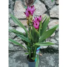 Kurkuma - Curcuma alismatifolia