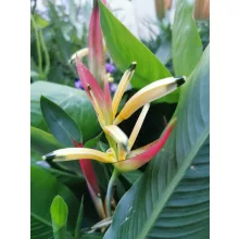 Rákollóvirág - Heliconia Hawaii