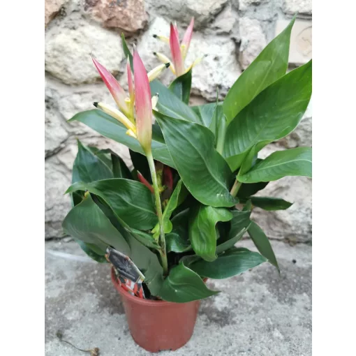 Rákollóvirág - Heliconia Hawaii