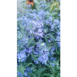 Caryopteris incana - Kékszakáll