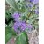Caryopteris incana - Kékszakáll