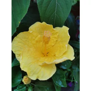 Hibiscus Bari - Hibiszkusz