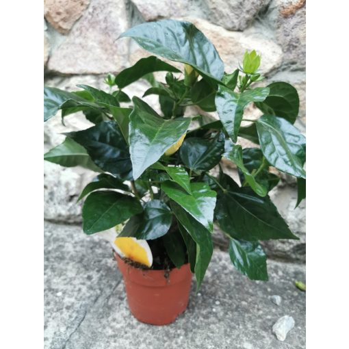 Hibiscus Bari - Hibiszkusz