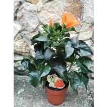Hibiscus Torino