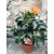 Hibiscus Torino