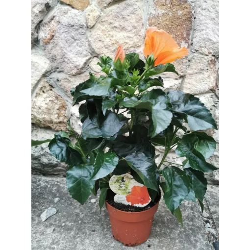 Hibiscus Torino