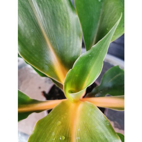 Narancsvulkán - Chlorophytum orchidastrum 'Green Orange'