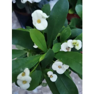 Euphorbia milii White