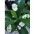 Euphorbia milii White