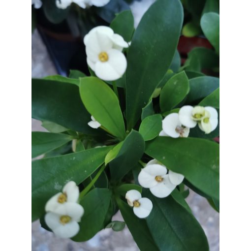 Euphorbia milii White