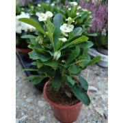 Euphorbia milii 'White'