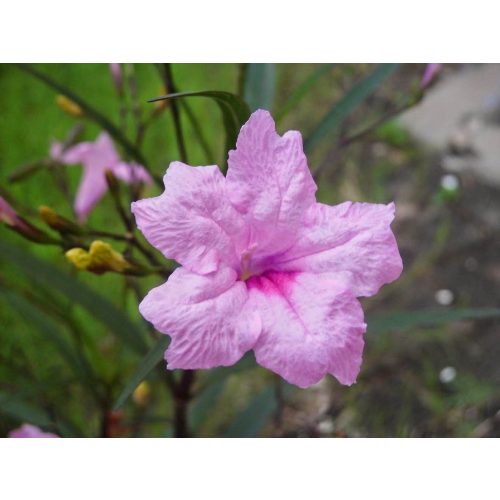 Mexikói petúnia - Ruellia sp. 'Pink'