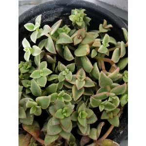 Crassula marginalis Variegata