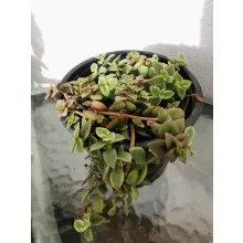 Crassula marginalis Variegata