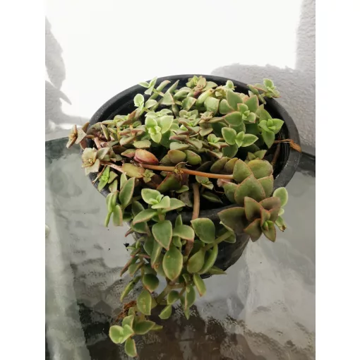 Crassula marginalis Variegata