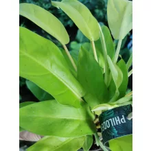 Philodendron Malay Gold
