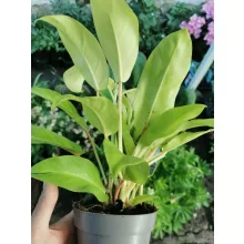 Philodendron Malay Gold