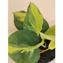 Philodendron scandens Brasil