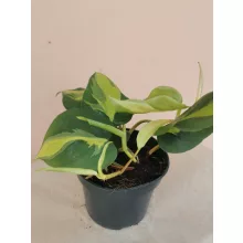 Philodendron scandens Brasil