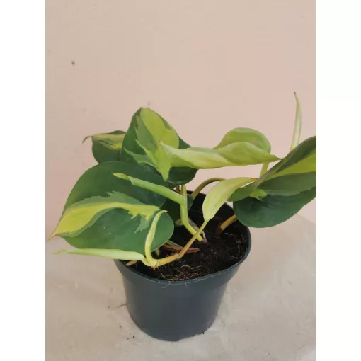 Philodendron scandens Brasil