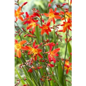 Sáfrányfű - Crocosmia Carmine Brilliant