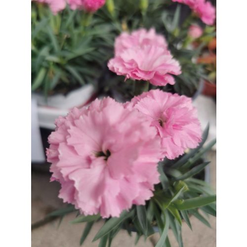 Szegfű - Dianthus sp. 'Pink'