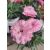 Szegfű - Dianthus sp. Pink