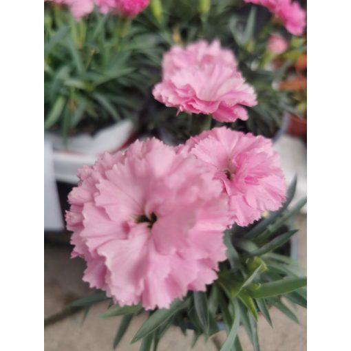 Szegfű - Dianthus sp. Pink