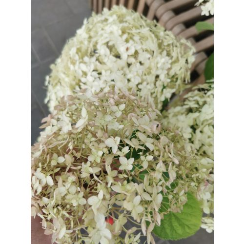 Cserjés hortenzia - Hydrangea arborescens 'Marshmellow'