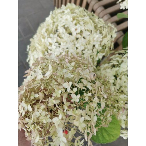 Cserjés hortenzia - Hydrangea arborescens Marshmellow
