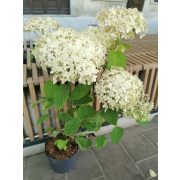 Cserjés hortenzia - Hydrangea arborescens 'Marshmellow'