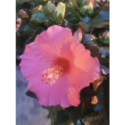 Hibiscus 'Cancun'