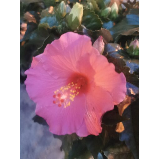 Hibiscus Cancun