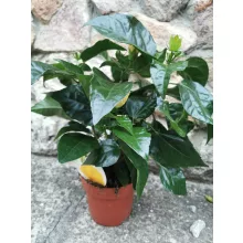 Hibiscus Brazil