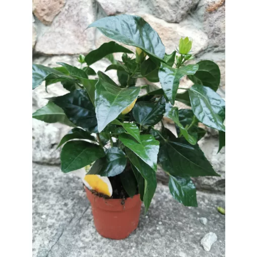 Hibiscus Brazil