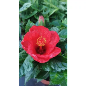 Hibiscus Sunny Bordeaux - Hibiszkusz