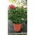 Hibiscus Sunny Bordeaux - Hibiszkusz