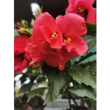 Hibiszkusz Dupla Sötét Rózsaszín