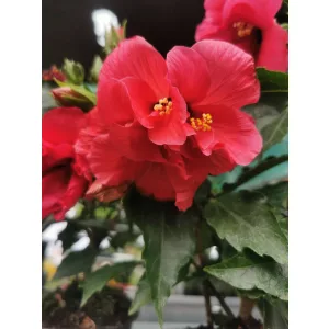 Hibiszkusz Dupla Sötét Rózsaszín