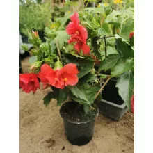 Hibiszkusz Dupla Sötét Rózsaszín