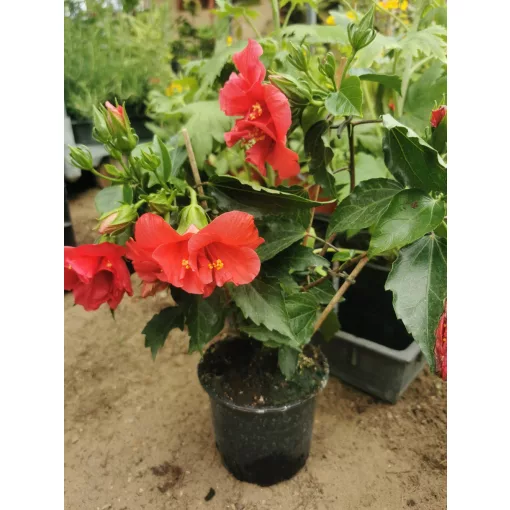 Hibiszkusz Dupla Sötét Rózsaszín