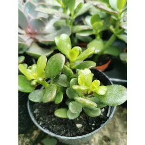 Crassula ovata Minor