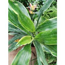 Illatos dracéna - Dracaena fragrans