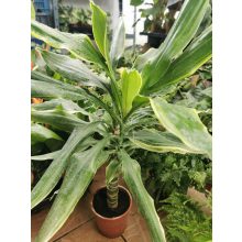 Illatos dracéna - Dracaena fragrans