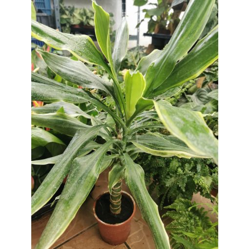 Illatos dracéna - Dracaena fragrans