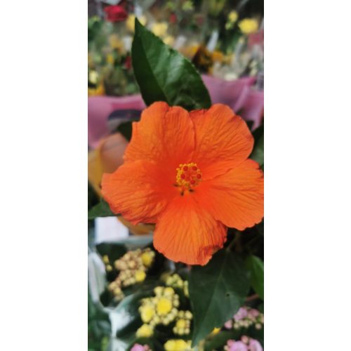 Hibiscus sp. 'Orange'