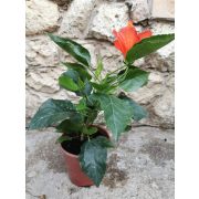 Hibiscus sp. 'Orange'