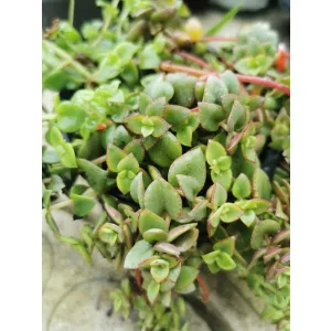 Crassula marginalis